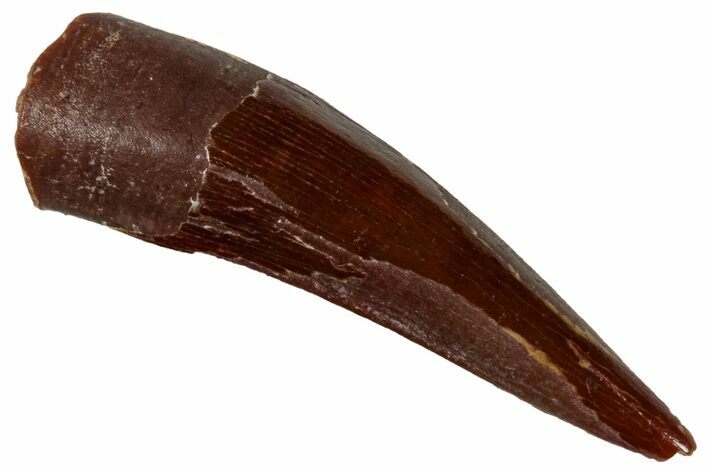 Juvenile Fossil Spinosaurus Tooth - Real Dinosaur Tooth #268913